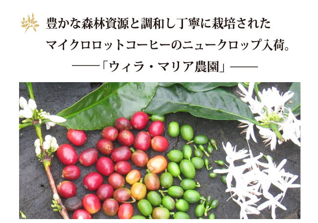 コロンビアコーヒー マリア農園001