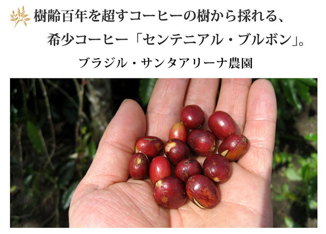 高級希少コーヒーのセンテニアルブルボン