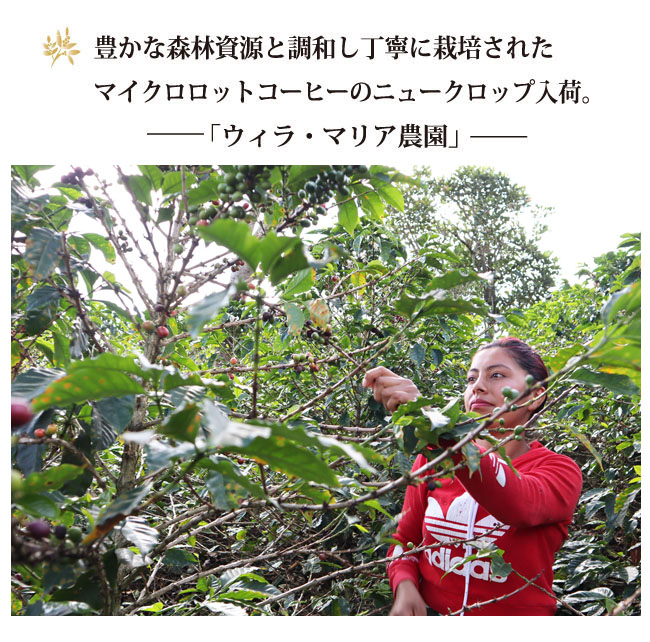 コロンビアコーヒー マリア農園001