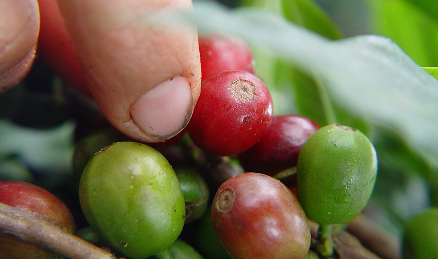 マンデリンリントン002