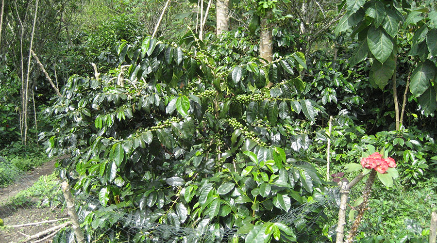 マンデリンリントン003