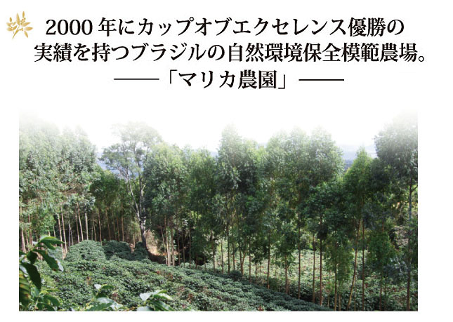 ブラジル・マリカ農園コーヒーの説明01