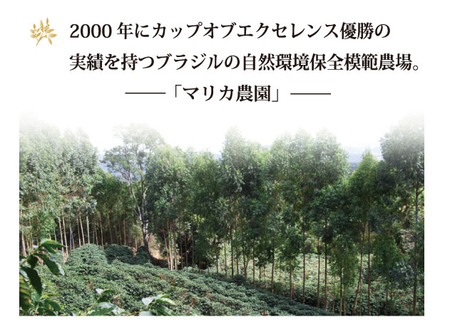 ブラジル・マリカ農園コーヒーの説明01