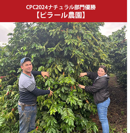 セットのピラール　見出し
