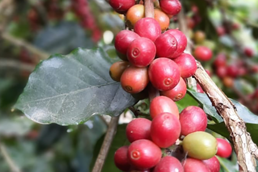 ガテマラ　ラビナル・アチ