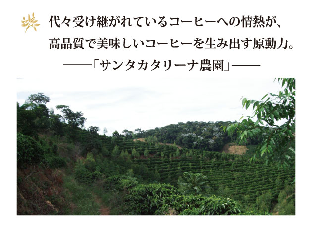 ブラジル・サンタカタリーナ農園説明1